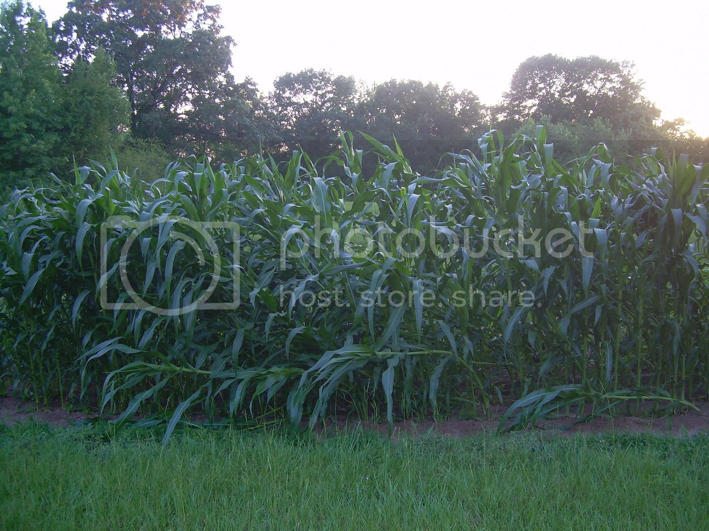 Corn6-13-12.jpg