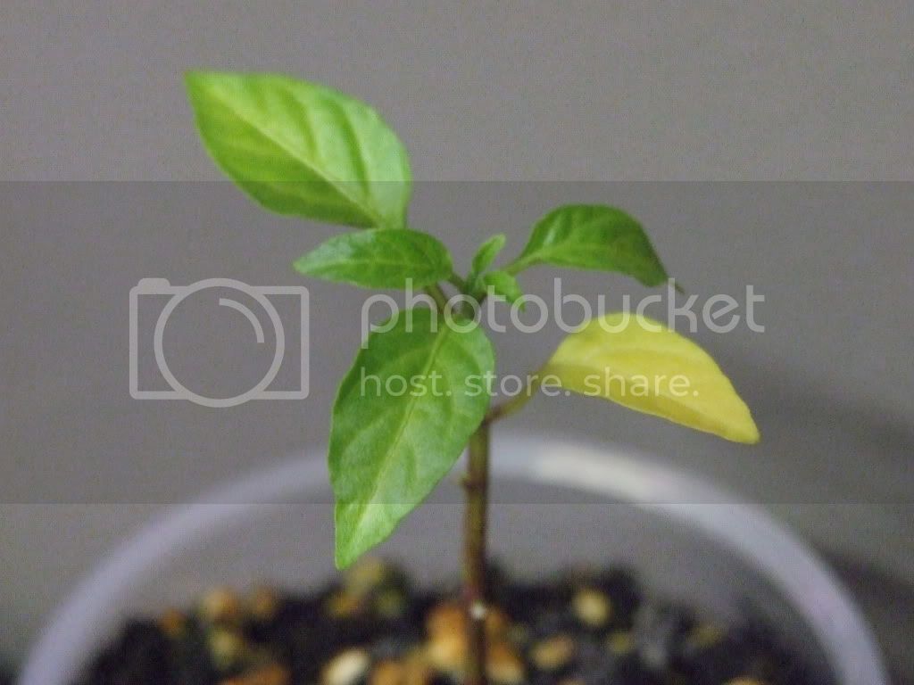 sickseedlings019.jpg