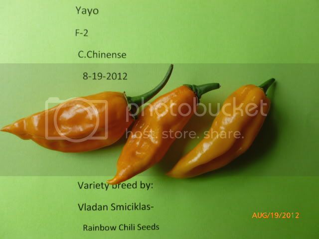 YayoF-1-VladanSmiciklas-RainbowChiliSeedsP1000976.jpg