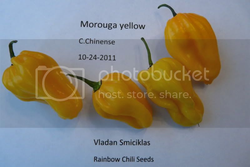 Morougayellow-VladanSmiciklas-rainbowchiliseedsP1050291.jpg