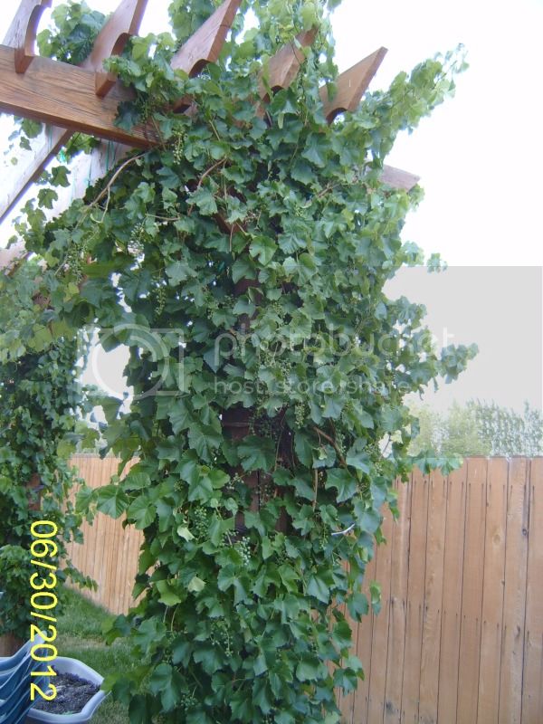 RelianceGrapevines6-30-12.jpg