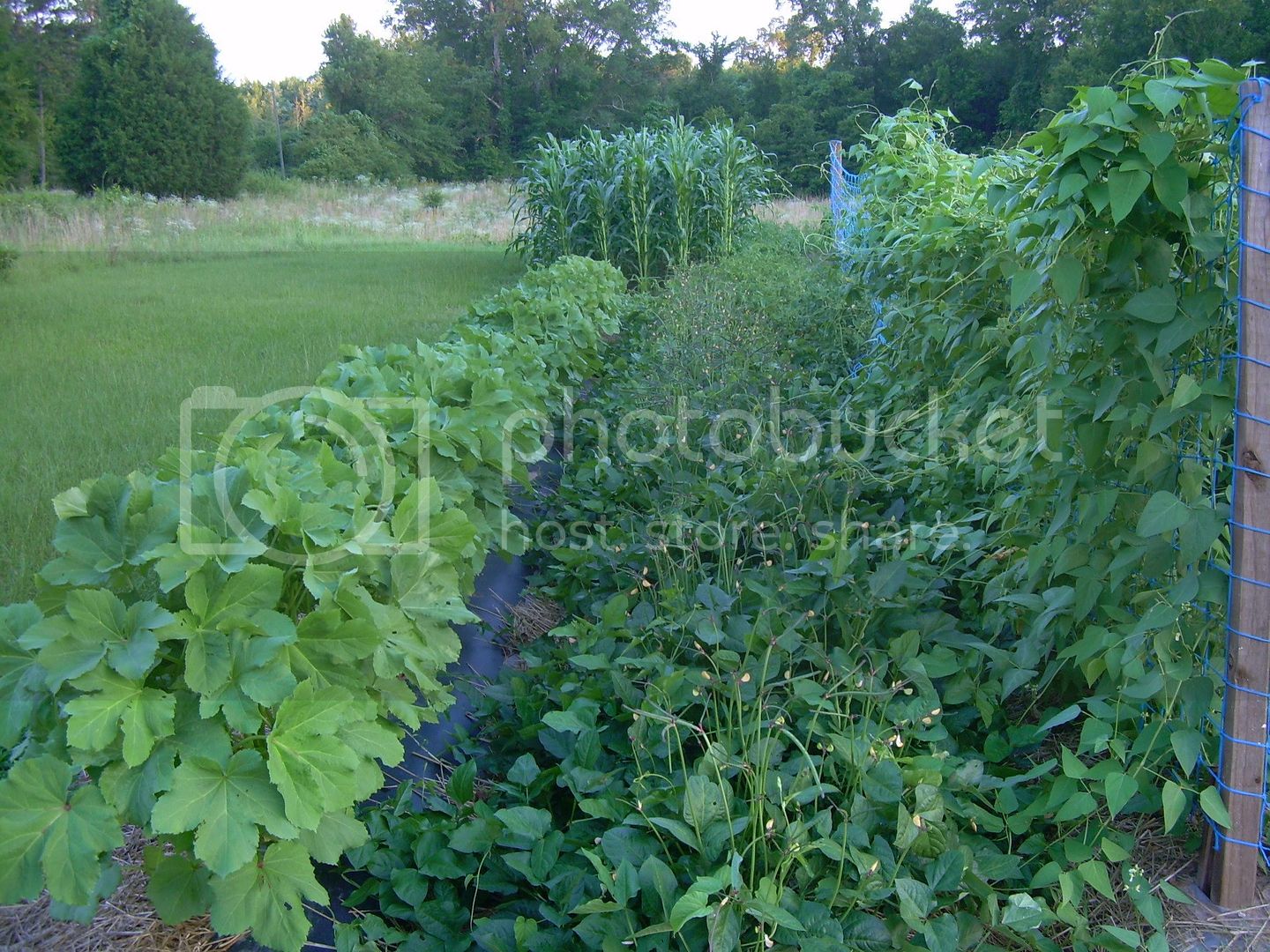 BeansPeasOkra6-13-12.jpg