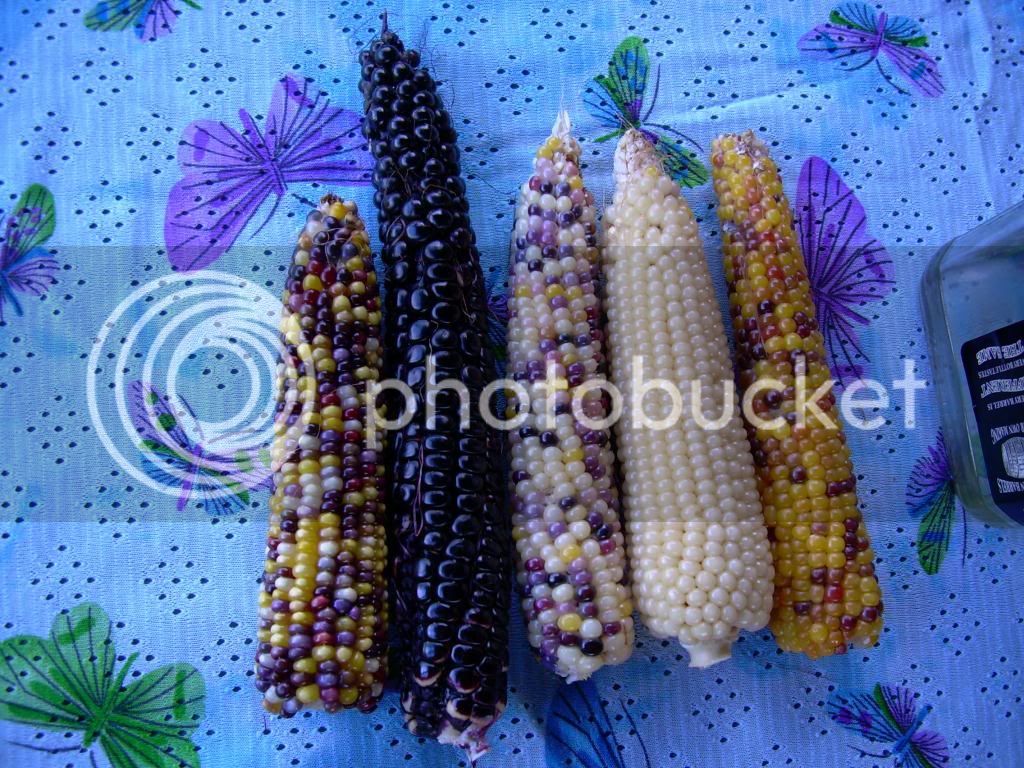 Corn7-19-10.jpg