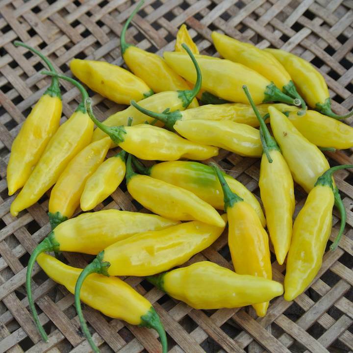 p-7288-hot_pepper_aji_limon.jpg
