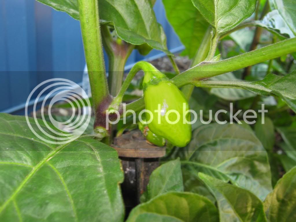 Gardenrecovery027.jpg