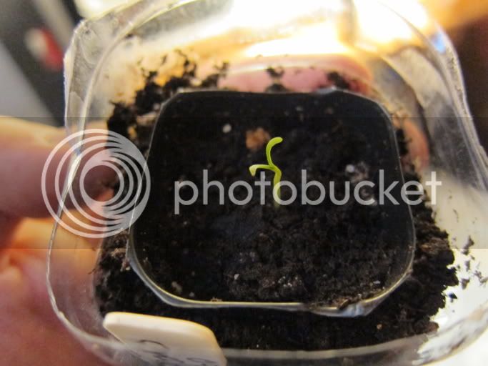 Primoseedling21.jpg