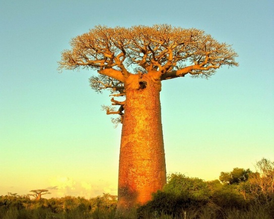baobab-2.jpg