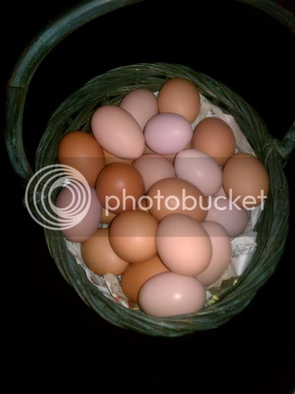 eggsbasket.jpg