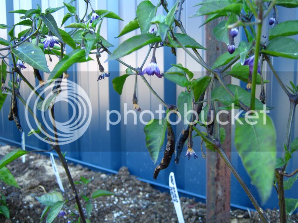 yetmoreplants009.jpg