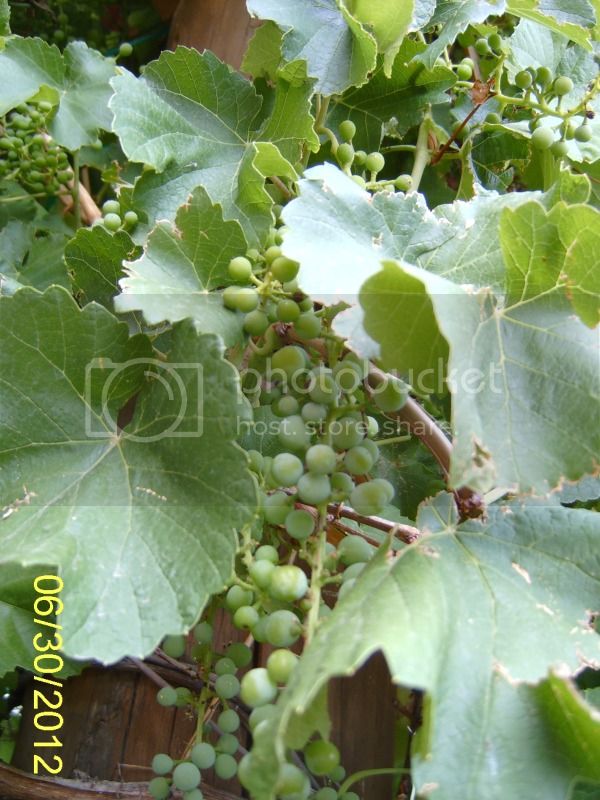 CloseupofReliancegrapes6-30-12.jpg