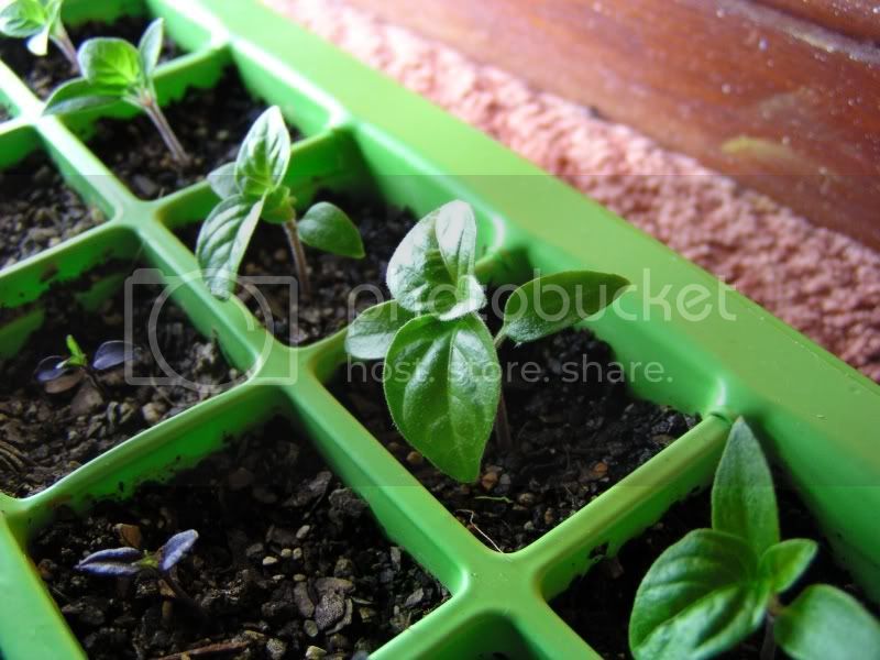 chilliseedlingsbiggestAjiOmni23may.jpg