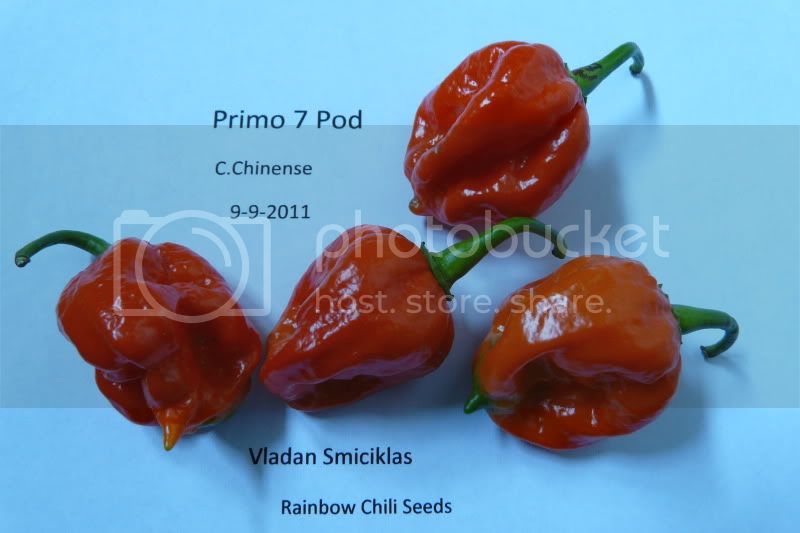 7PodPrimo-VladanSmiciklas-rainbowchiliseedsP1040794.jpg