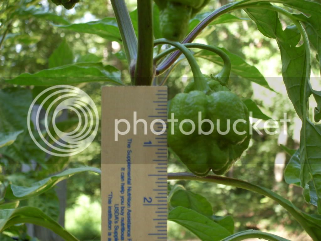 PEPPERS078.jpg