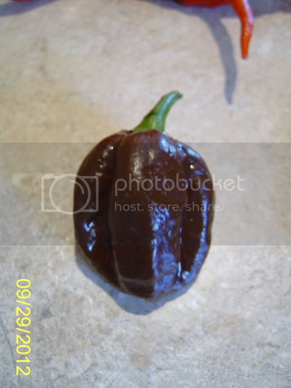 ChocolateHabanero-1.jpg