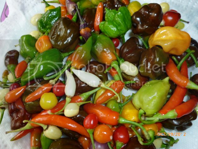 Peppers-VladanSmiciklas-RainbowChiliSeedsP1010495.jpg