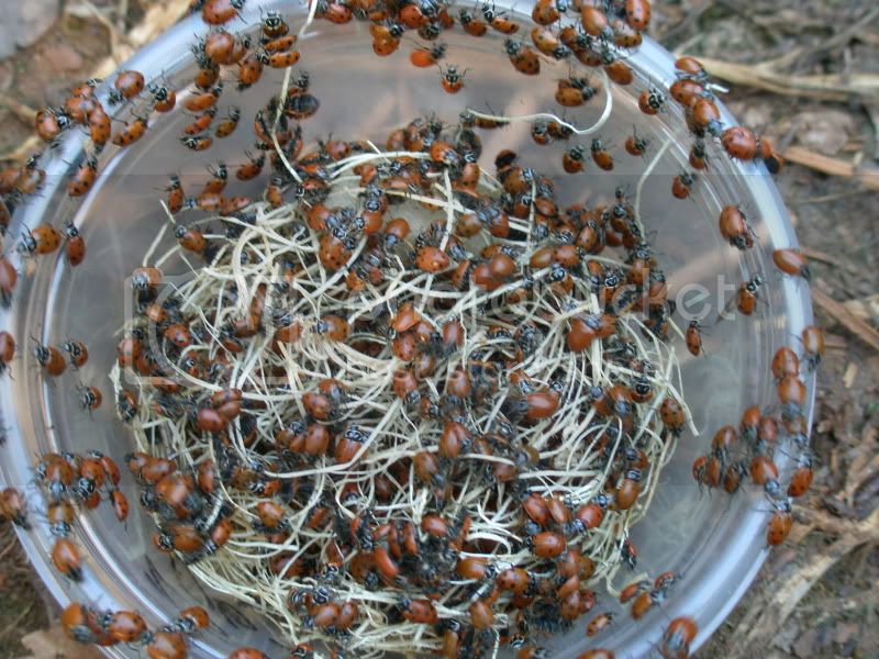 6-10-11ladybugs.jpg