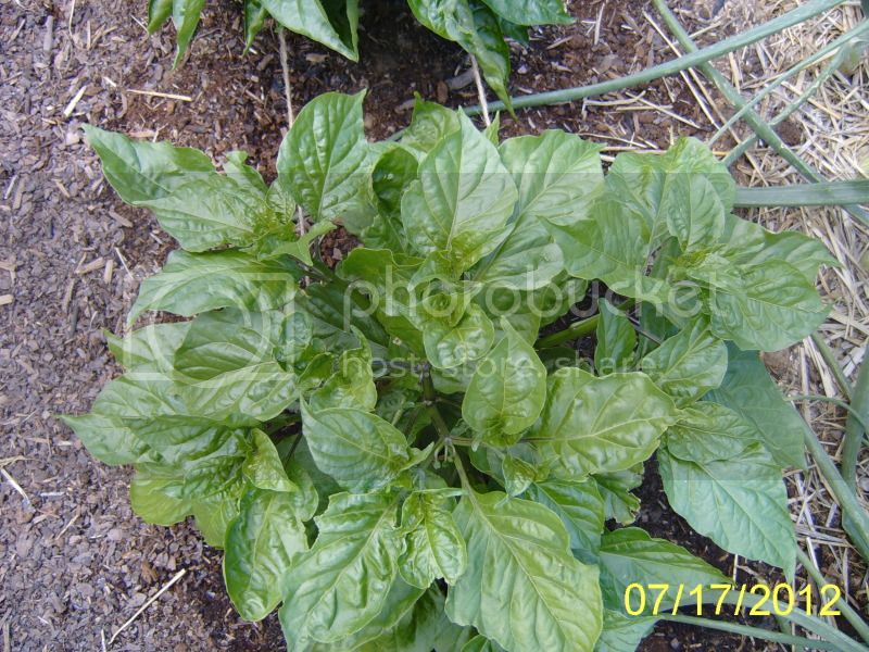 HabaneroChocolateLongPodplant7-17-12.jpg