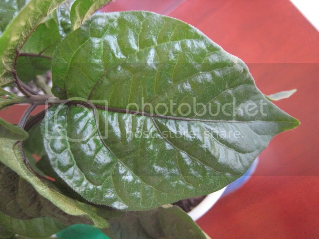 leaf1-plant1.jpg