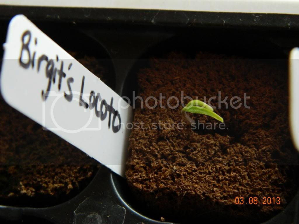 BirgitsLocotosprout3-8-13_zps47a28798.jpg