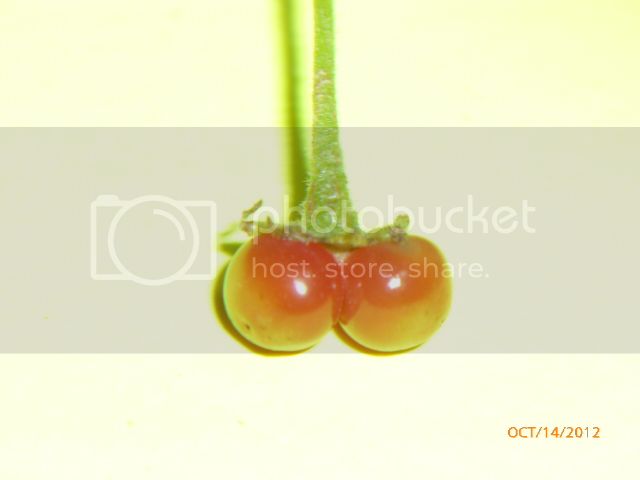 Ciliatum-Rhombodeum-VladanSmiciklas-RainbowChiliSeedsP1010469.jpg