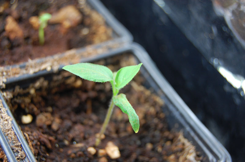 update7rocoto.jpg