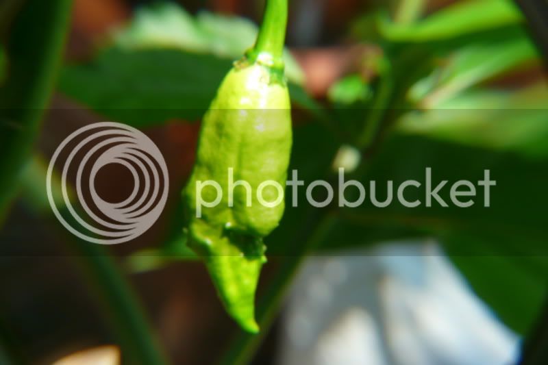 BhutJolokiaxCGalapagoense-VladanSmiciklas-rainbowchiliseedsP1040189.jpg