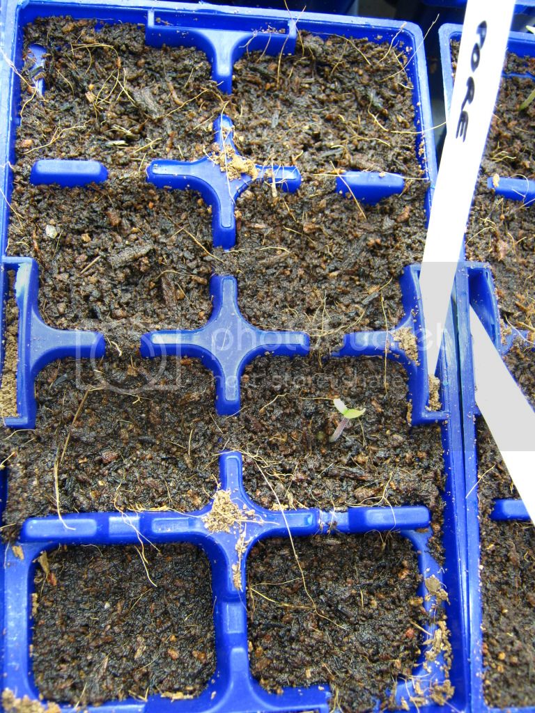 aactandplants029.jpg