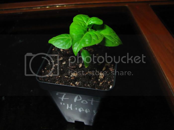 7Pot_Hippy_020610_v2.jpg