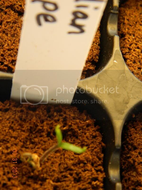 IndianStripesprouts3-31-13_zps4220f1f2.jpg