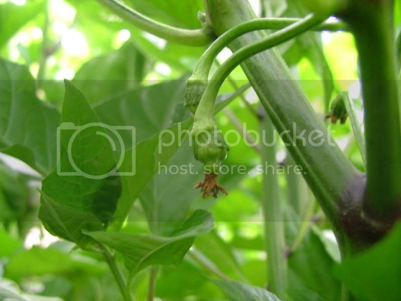 PepperGarden010.jpg