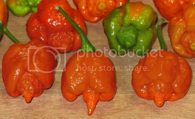 11-30-11Grownasa7Pot.jpg