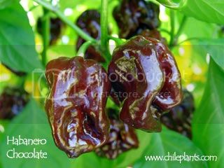 habanero-chocolate-pepper-plants_zps5e47e928.jpg