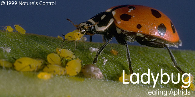 ladybug.jpg