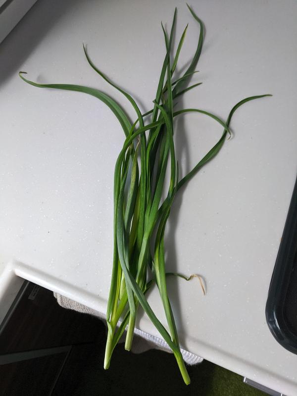 garlic-chives.jpg