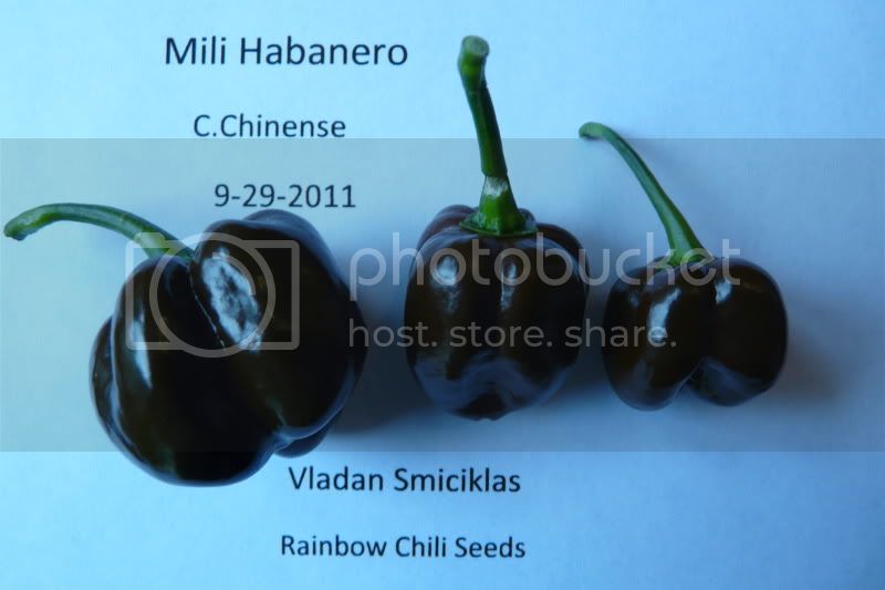 Milihabanero-VladanSmiciklas-rainbowchiliseedsP1050175.jpg