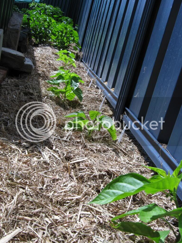 spiderripepodmulch013_zpse741485c.jpg