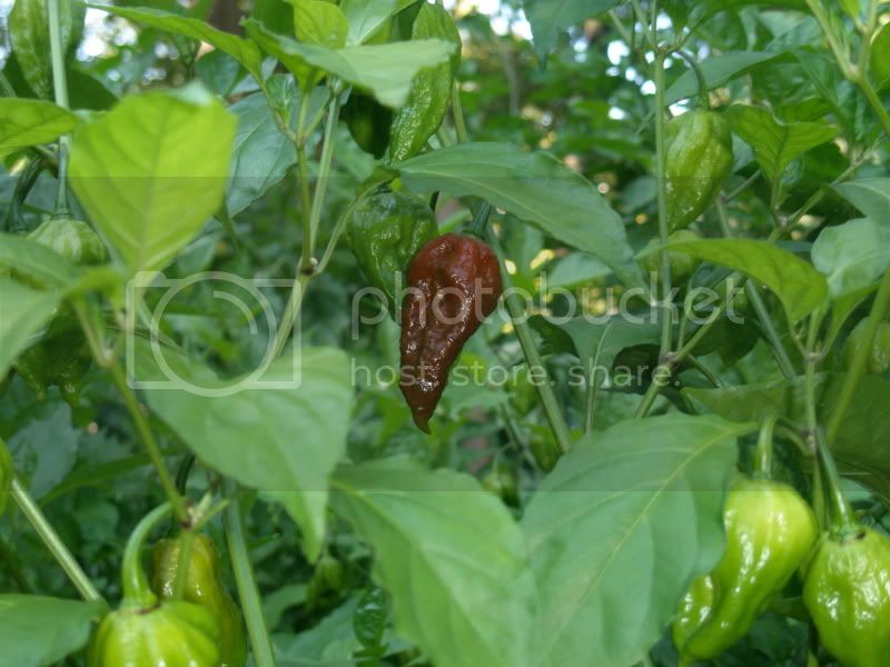 10-2-10ChocolateBhutJolokia.jpg