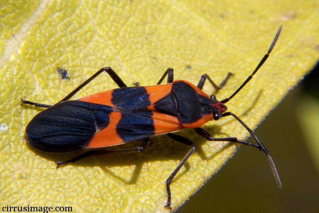 large_milkweed_bug_001.jpg