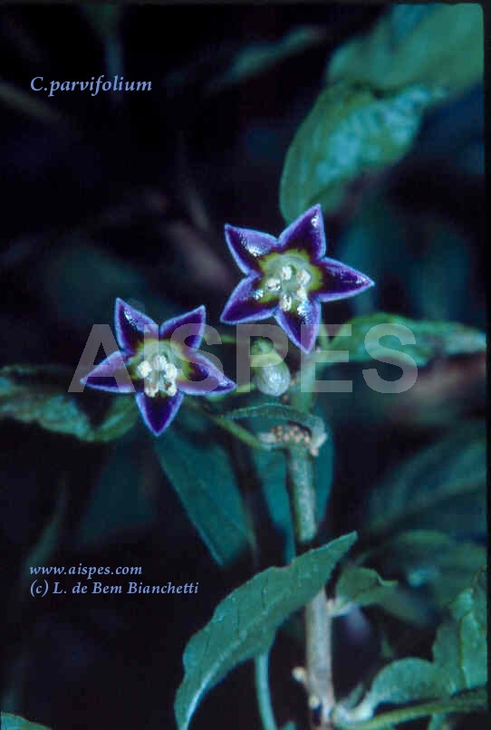 c.parvifolium-flor1F.jpg