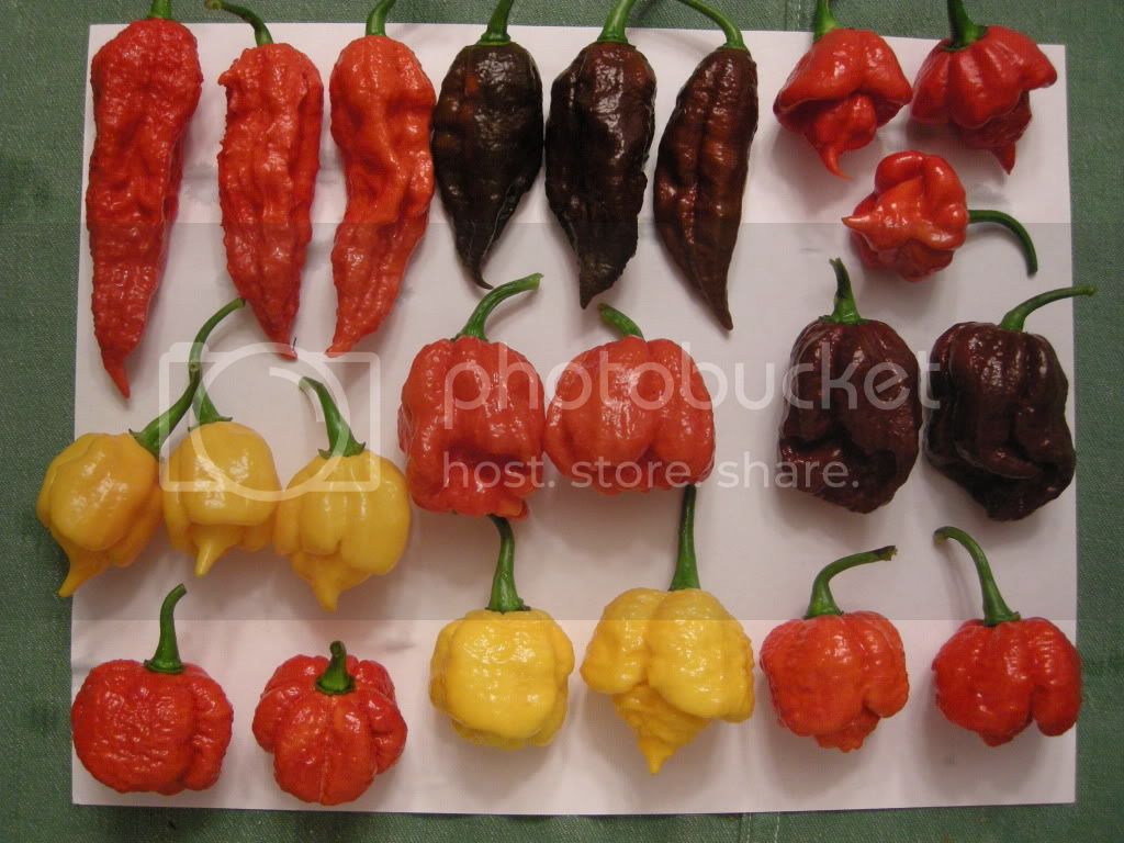 Peppers7.jpg