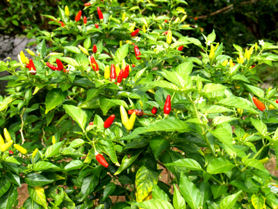 hawaiian_chile_peppers_1006.jpg