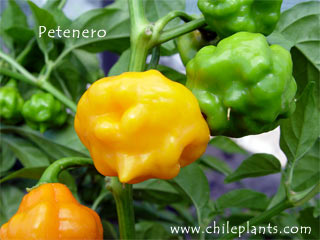 petenero-pepper-plants.jpg