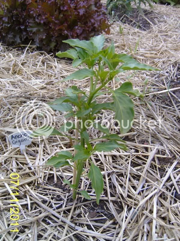 CommunityGarden-AnchoGigantiapepper7-11-11.jpg