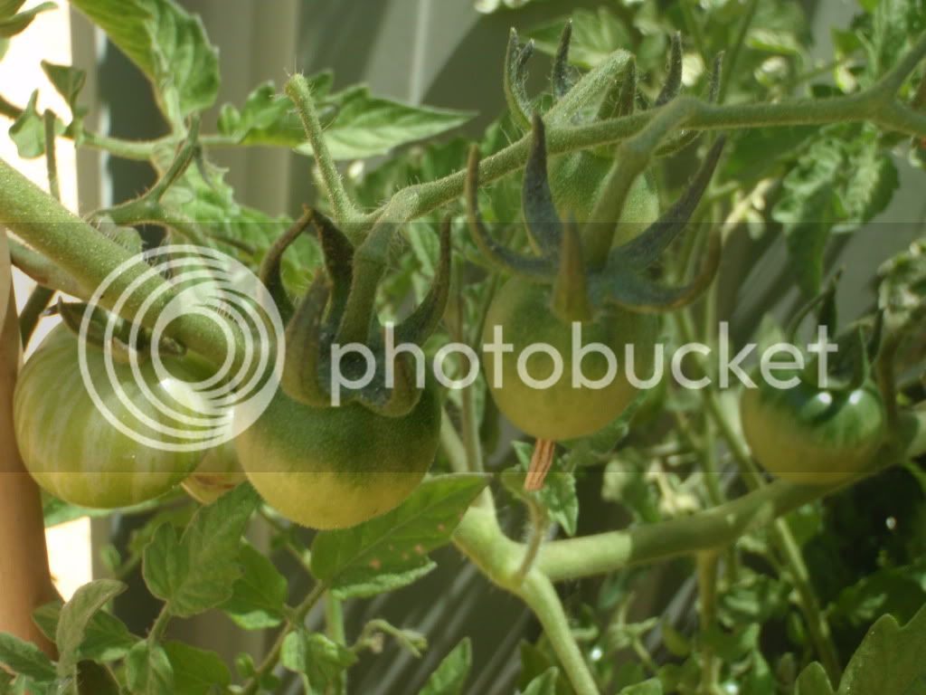 tomato021.jpg