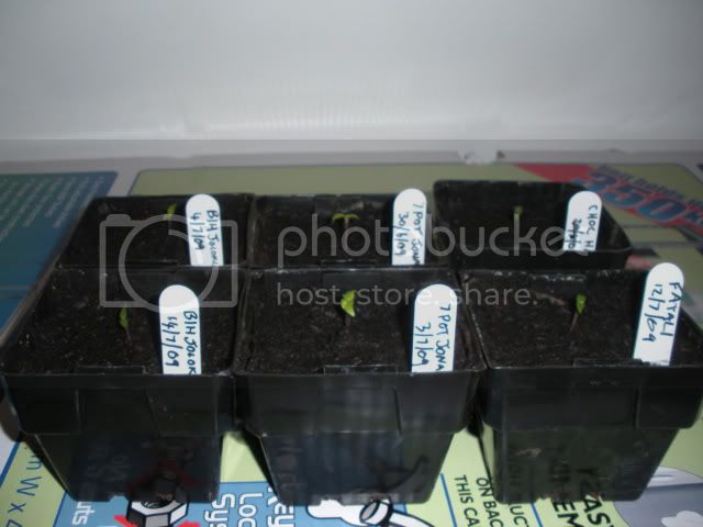 GrowLog1879002.jpg