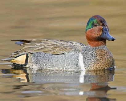 Green-winged-Teal-b57-12-085-l-1-409x328.jpg