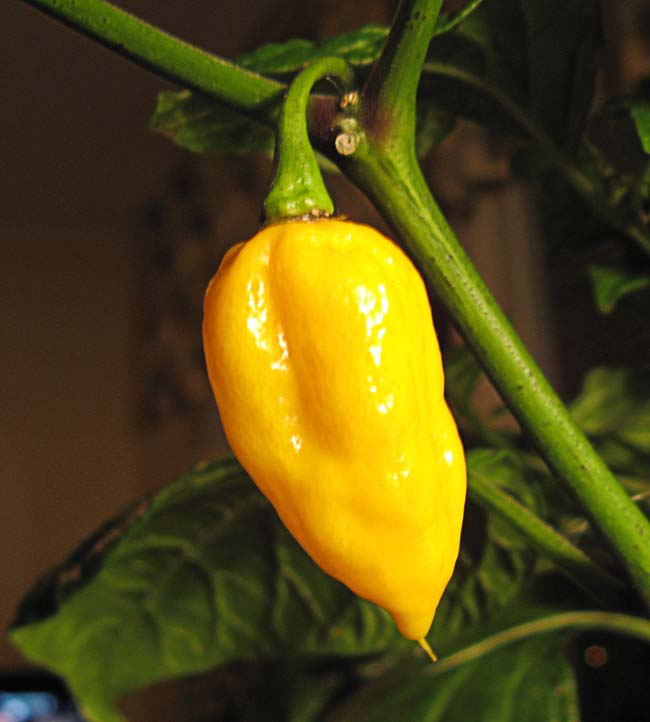 fatalii20091011.jpg