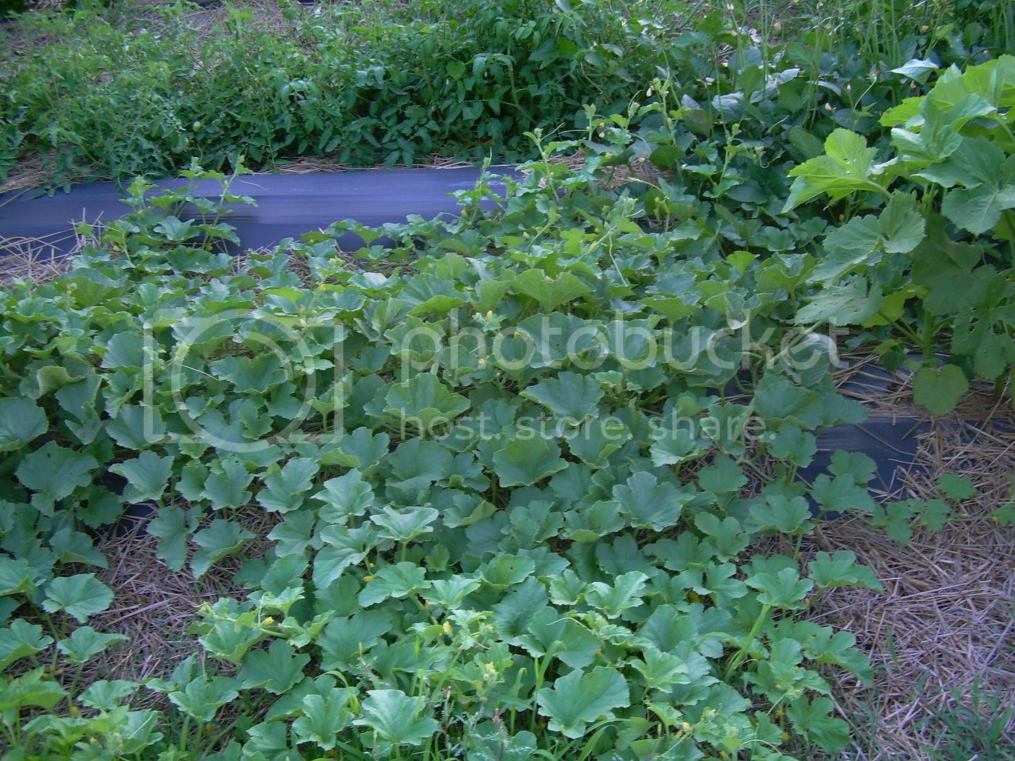 Melons6-13-12.jpg