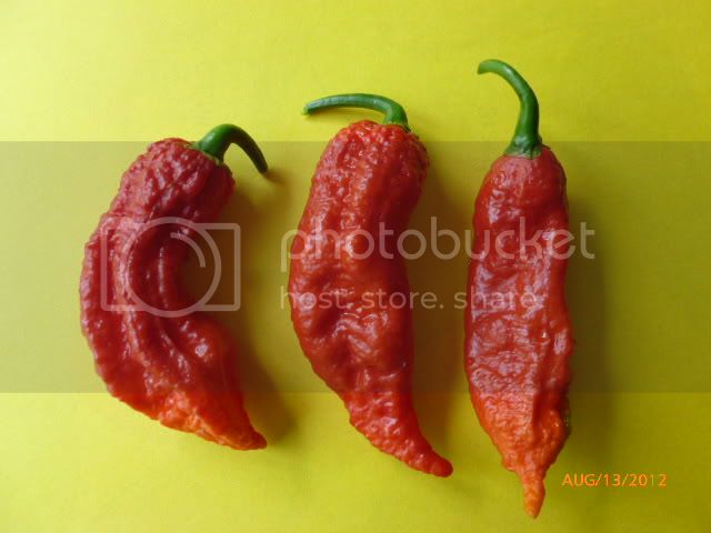 BhutJolokiaKirmen-VladanSmiciklas-RainbowChiliSeedsP1000877-1.jpg