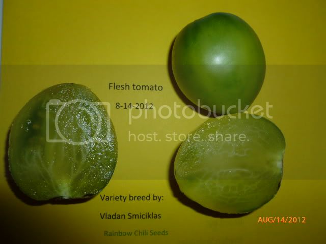 Fleshtomato-VladanSmiciklas-RainbowChiliSeedsP1000932.jpg